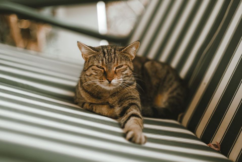 кошка лежит на диване с коротковорсовой обивкой